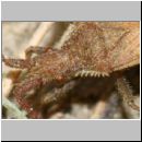 Coriomeris denticulatus - Randwanze 01c 9mm - Lehmwiese.jpg